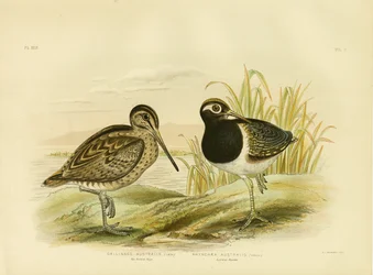 Australische Schnepfe oder Lathams Schnepfe, 1891